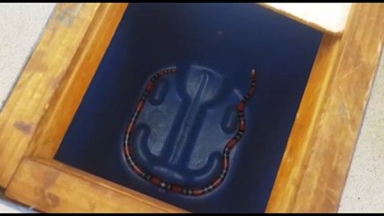 Cobra coral é encontrada em jardim no Santo Inácio