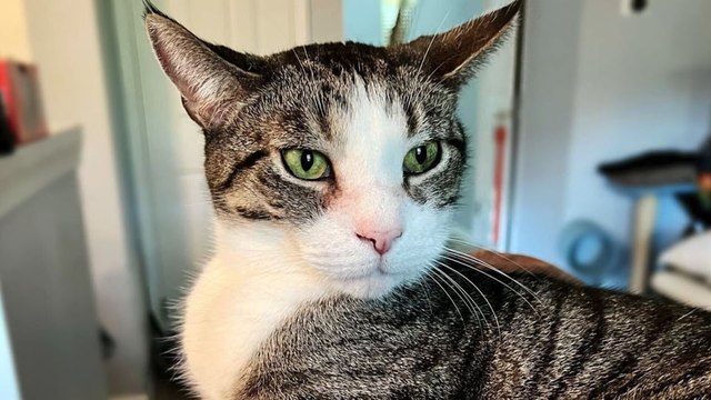 Kittens, Cats, Merch and Volunteer Opportunities, Oh My!