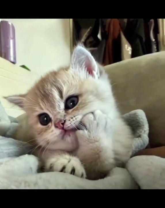 Welcome to our purr-fect corner of the internet, where **CuteCats** reign s