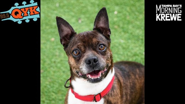 Stevie Is Looking For A New Running Partner And Cuddle Bunny