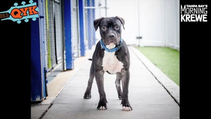 Our Mutt Monday Dog Tito Is Looking For A Loving Home