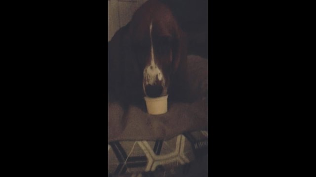 Scotty B's Basset Hounds Are Addicted To Doggy Ice Cream