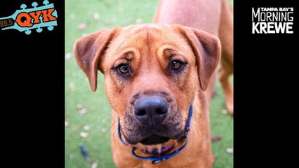 Our Mutt Monday Dog Reba Is A Sweet Country Girl