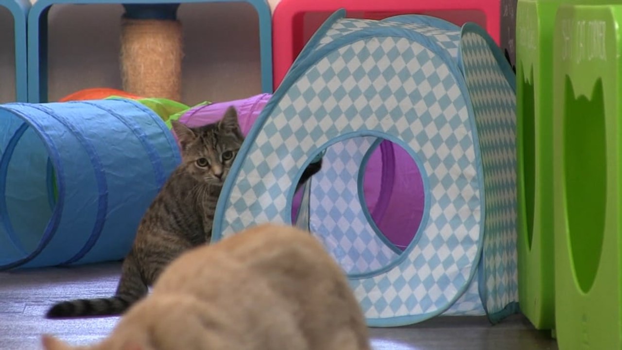 Pet Portraits, Events, And A New Addition