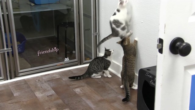 Good Mews, Volunteer Opportunities, And An Upcoming Fundraiser