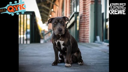 The Beautiful Rose Is Sweet As Can Be And Ready To Be Adopted