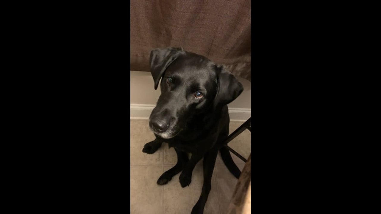 Cody Wants Queso