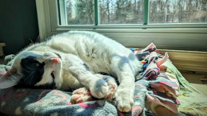 Spring Events, Volunteer Opportunities and Adoptables