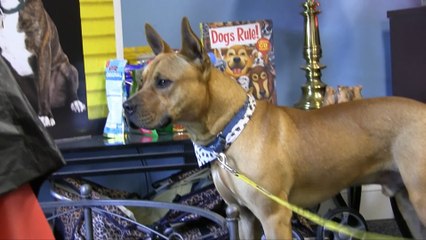 WDHA's Rock N' Ruff - "Jackpot"
