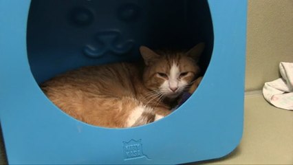 Get Your Name Featured On A Kitty Townhouse Or Condo!