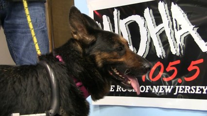 WDHA's Rock N' Ruff - "Phoenix"