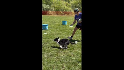 Frisbee Catching