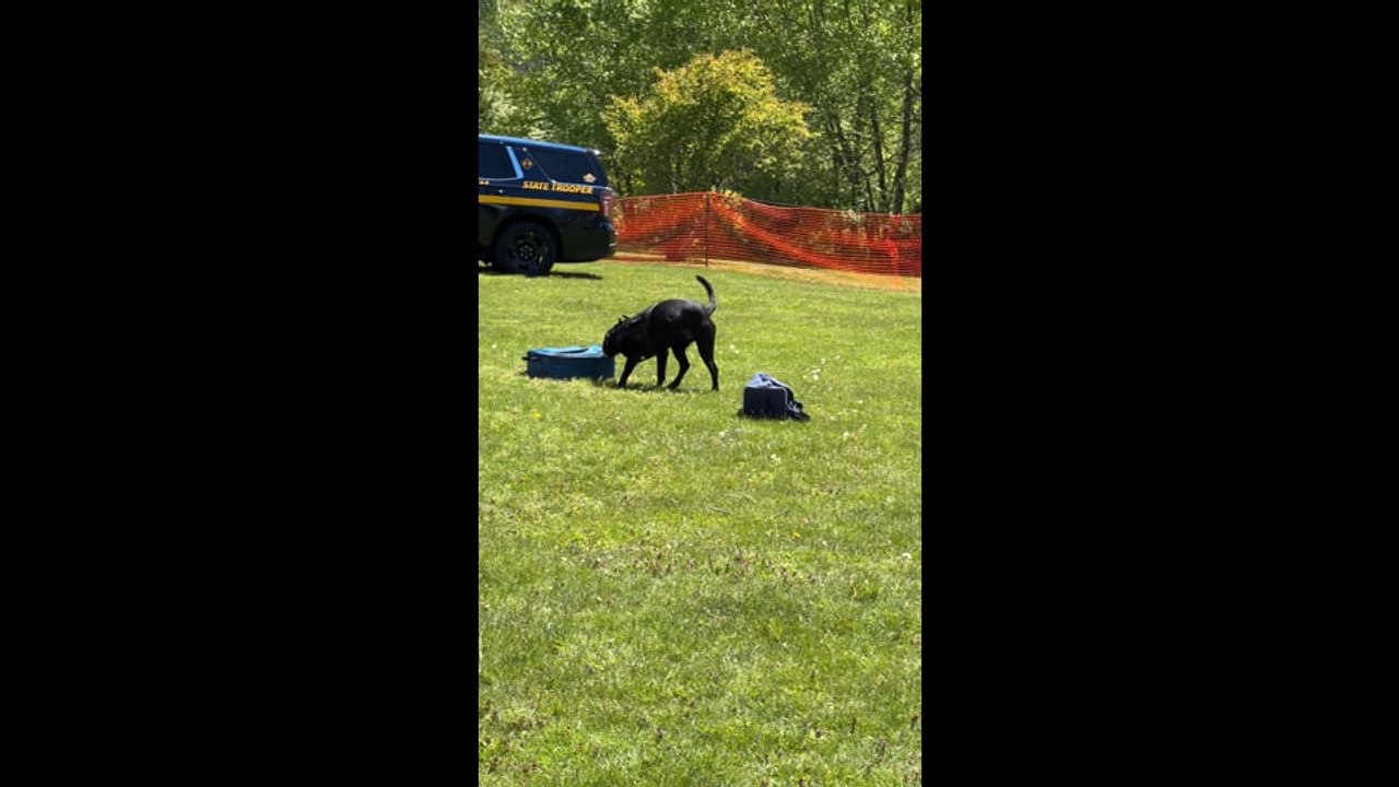 Bobo Finds Bomb Smell