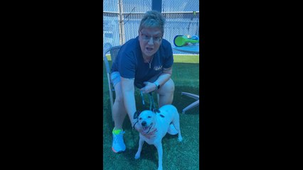 NSPCA Adopt A Pet: Meet Roxie, The Terrier, Jack Russell
