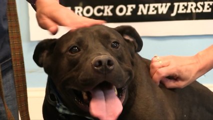 WDHA's Rock N' Ruff - "Snuggles"