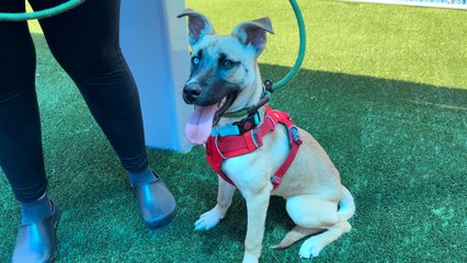 NSPCA Adopt A Pet: Meet Phoebe, The Husky Mixed Breed