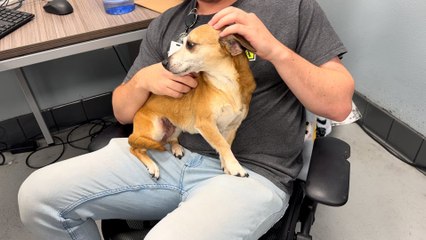 NSPCA Adopt A Pet: Meet Bellami, The Chihuahua Dachshund Mix