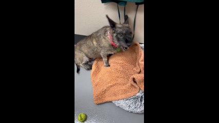 Meet Izzie - NSPCA's Cairn Terrier Mix