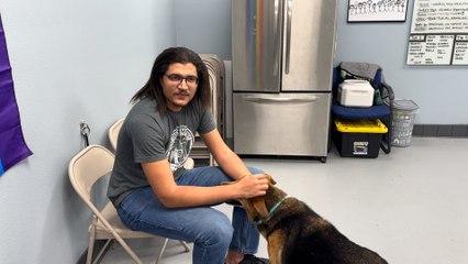 NSPCA Adopt A Pet: Meet Thomas, The Shepard Mix Breed