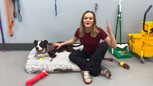 MuttNation Adopt A Pet: Meet SweetPea, The Terrier Pit Bull