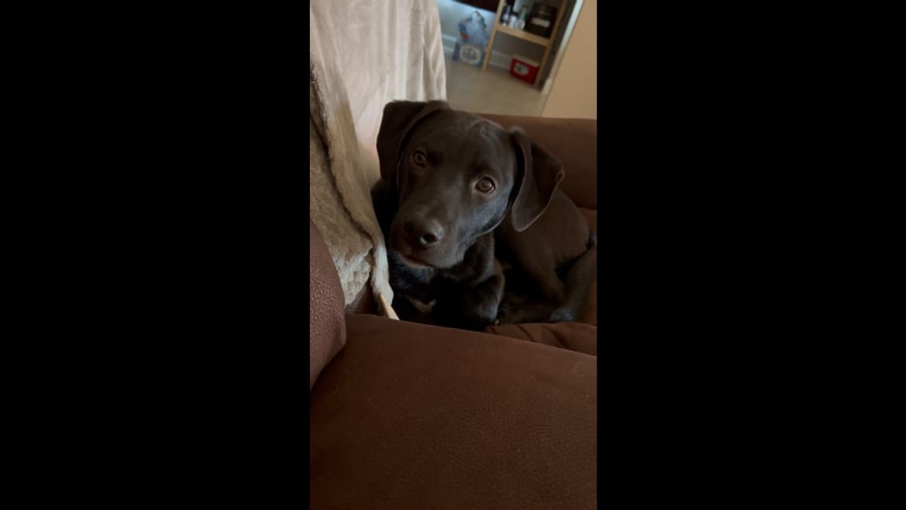 Waylon - Head Tilt