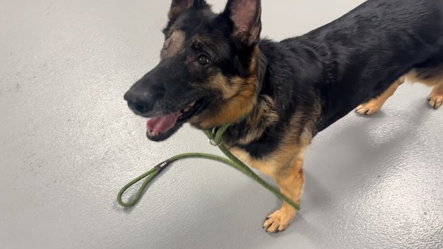 NSPCA Adopt A Pet: Meet Daisy, The German Shepherd