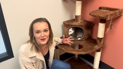 NSPCA Adopt A Pet: Meet Sabrina The Cat