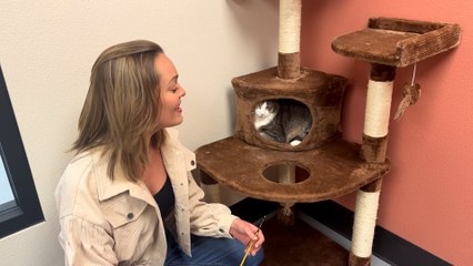 NSPCA Adopt A Pet: Meet Sabrina The Cat