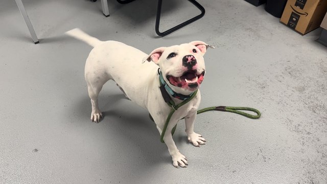 NSPCA Adopt A Pet: Meet Perdy, The American Staffordshire Terrier