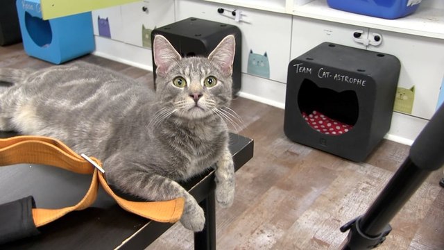 Kitty Corner: Adoptables & Volunteer Opportunities