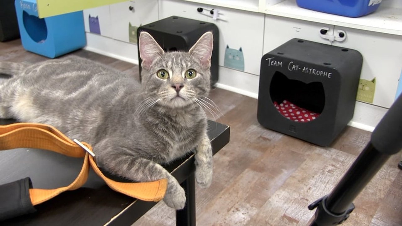 Kitty Corner: Adoptables & Volunteer Opportunities