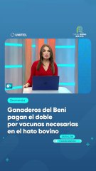 Ganaderos del Beni pagan el doble por vacunas necesarias en el hato bovino