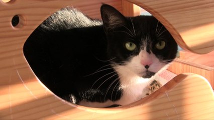 It's The Season Of LOVE At Karma Cat With Events & Adoptions