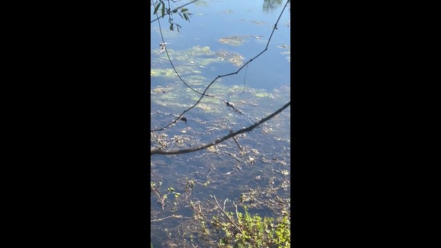Gator At Brick Pond Park