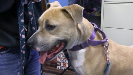 WDHA's Rock N' Ruff - "Kona"