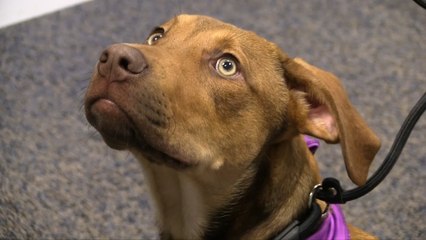 WDHA's Rock N' Ruff - "Dexter"