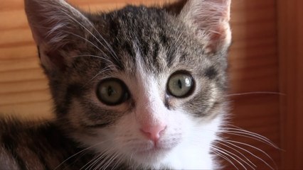 It's Going To Be A "Purrfectly" Busy Summer At Karma Cat Rescue Society