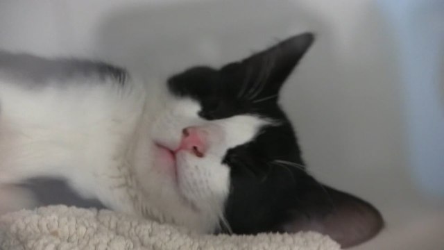 Cat Adoptions, Fundraisers, And Volunteer Opportunities