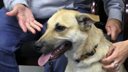 WDHA's Rock N' Ruff - "Zoey"