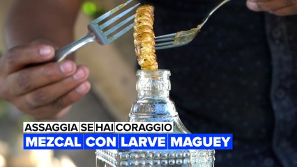 Assaggia se hai coraggio: Mezcal con larve maguey