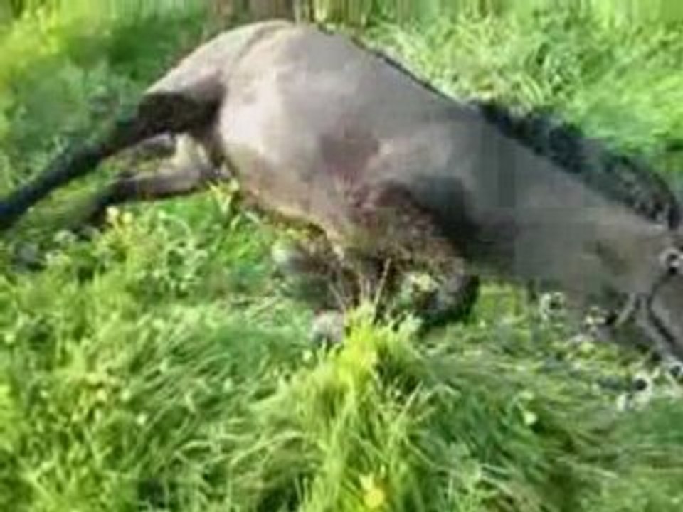 Snoop se roule