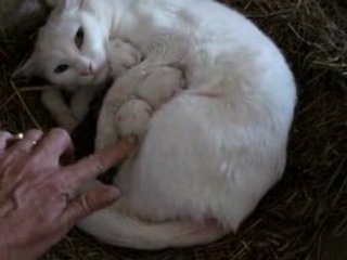 Chatte-voisine-bebes8.5.08