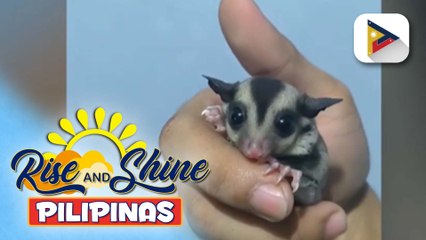Wednesday Pet's Day | Tamang pag-aalaga sa mga cute na 'sugar glider', alamin!