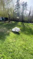 Dog Starts Humping Person Dressed in Easter Costume