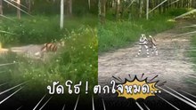 หนุ่มโพสต์คลิปเจอ “เสือ” กลางป่ายาง สุดท้ายฮาท้องแข็ง !