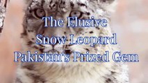 The Elusive Snow Leopard Pakistan's Prized Gem