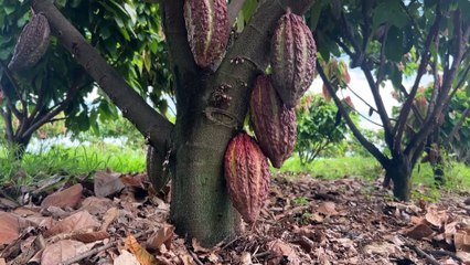 Brazil farmer aims to revolutionize cocoa industry with giant farm