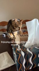 Cat Relentlessly Scratches Paper Bag Without Stopping