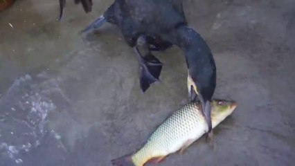 BIG CATCH..!! Cormorant swallows 50cm fish in seconds