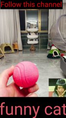 usgin goyang-i haengdong, dangsin-eul usge mandeuneun gwiyeoun dongmuldeul웃긴 고양이 행동, 당신을 웃게 만드는 귀여운 동물들